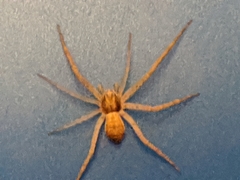 Philodromus dispar