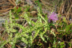 Cirsium repandum