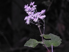 Pericallis cruenta