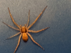Philodromus dispar
