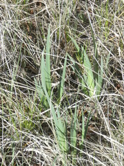 Iris missouriensis