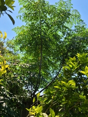 Melia azedarach