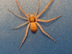 Philodromus dispar