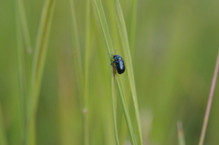 Cryptocephalus violaceus