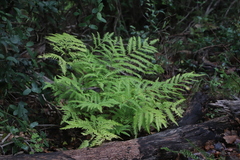 Pteris dentata