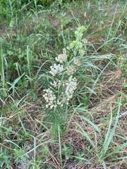 Asclepias verticillata