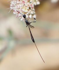 Gasteruption spilopus