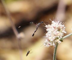 Gasteruption spilopus