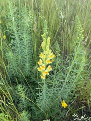 Linaria vulgaris