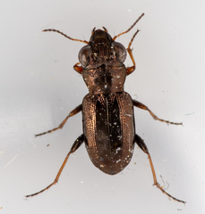 Notiophilus rufipes