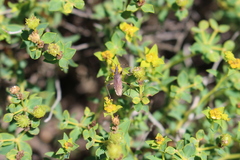 Dicranocephalus albipes