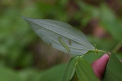 Cylindrotoma distinctissima