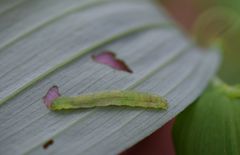 Cylindrotoma distinctissima