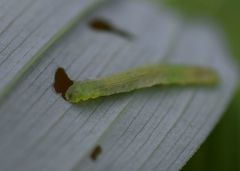 Cylindrotoma distinctissima