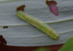 Cylindrotoma distinctissima
