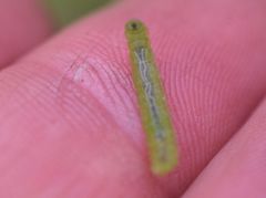 Cylindrotoma distinctissima