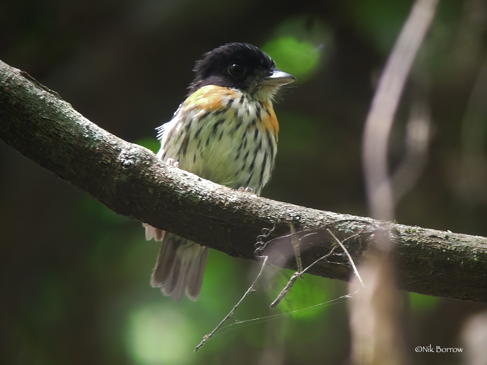 African Broadbills
