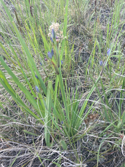 Sisyrinchium idahoense