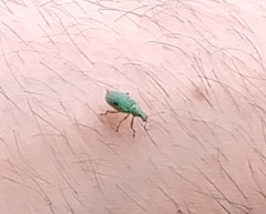Polydrusus formosus