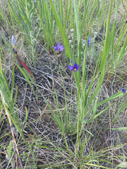 Sisyrinchium idahoense