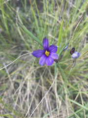 Sisyrinchium idahoense