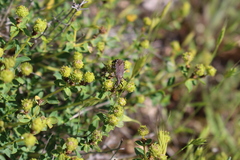 Dicranocephalus albipes