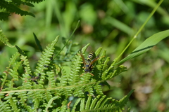 Polistes gallicus