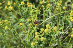 Dicranocephalus albipes