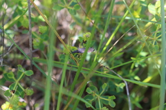 Dicranocephalus albipes