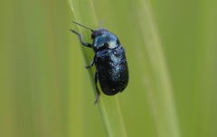 Cryptocephalus violaceus