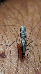 Anopheles perplexens