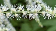 Astilbe biternata