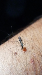 Anopheles perplexens
