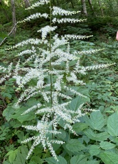 Astilbe biternata
