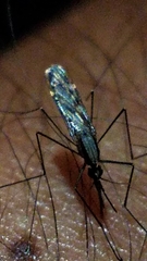 Anopheles perplexens