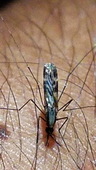 Anopheles perplexens
