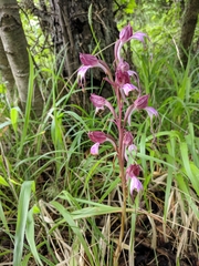 Himantoglossum comperianum