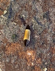 Anacampsis coverdalella