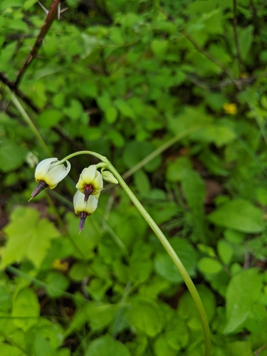 Image of White Shootingstar (Primula latiloba) by (c) José Garrido, some rights reserved (CC BY)