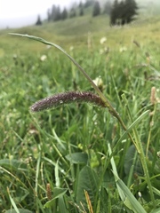 Phleum alpinum