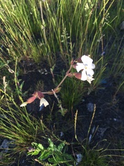 Silene latifolia alba