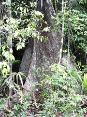 Pterocarpus rohrii