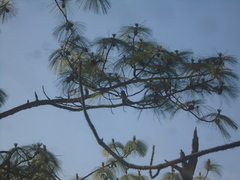 Glaucidium