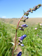 Penstemon cyaneus