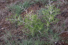 Asparagus lignosus