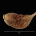 Molpadia - Photo (c) Smithsonian Institution, National Museum of Natural History, Department of Invertebrate Zoology, some rights reserved (CC BY-NC-SA)