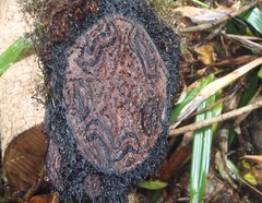 Cyathea polystichoides