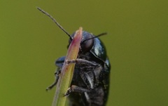 Cryptocephalus violaceus