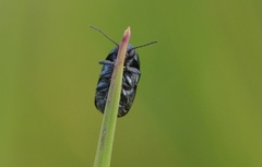 Cryptocephalus violaceus