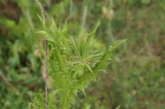 Onopordum tauricum